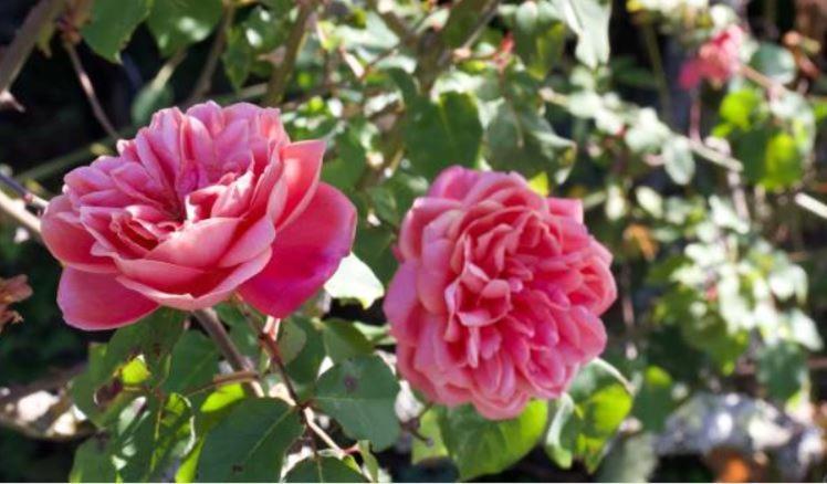 Le Gite Entre Val Et Rose Provins Exterior photo